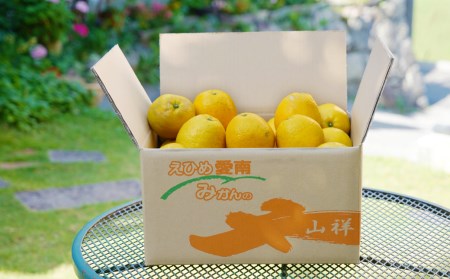 【数量限定】 河内晩柑 小玉 8kg みかんの山祥 河内晩柑