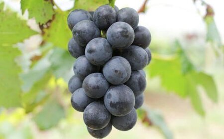 【新鮮・産直】和歌山かつらぎ町産たねなしピオーネ約2kg【2026年8月中旬～2026年9月中旬頃に順次発送予定】【TM164】【TM008-tec500B】
