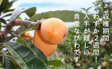 【期間限定・数量限定】 淡路島灘びわ ◆配送6月中旬～