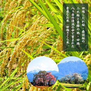 信州 長野県産 特A こしひかり 5kg 田端さくら米 コシヒカリ 新米 令和7年産