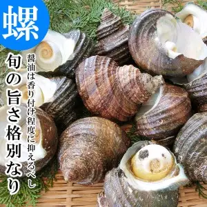 大分市で採れた　天然活きサザエ　2ｋｇ E12002