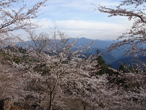桜苗木（シロヤマザクラ）2本（吉野山への桜植樹）《一般財団法人　22世紀吉野桜を愛でる会》