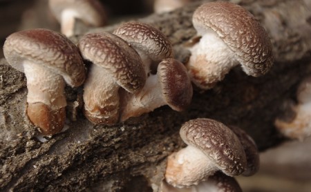 【11月～翌2月末のご注文分は翌3月より随時発送】山田さんの肉厚・ぷりぷりの原木栽培しいたけ0.9kg 野菜 きのこ 