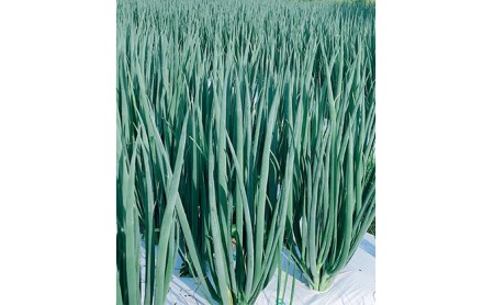 【4か月定期便】生産農家直送 京野菜・九条ねぎ2kg〈定期便 ねぎ ネギ 葱 九条ねぎ 京野菜 京都 新鮮 甘い 農家直送 野菜〉 4ヶ月 4回 