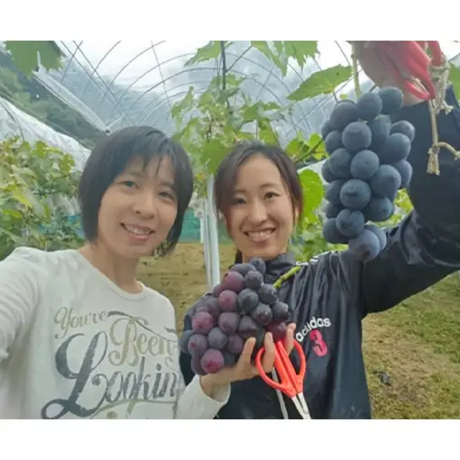 ニュー ピオーネ 2kg前後 3房～5房 葡萄 フルーツ 岡山 高梁市産 ぜきお農園 ぶどうclub 2026年 先行予約 果物 
