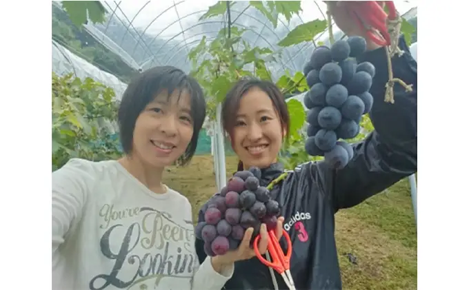 ニュー ピオーネ 1kg前後 2房 葡萄 フルーツ 岡山 高梁市産 ぜきお農園 ぶどうclub 2026年 先行予約 果物 