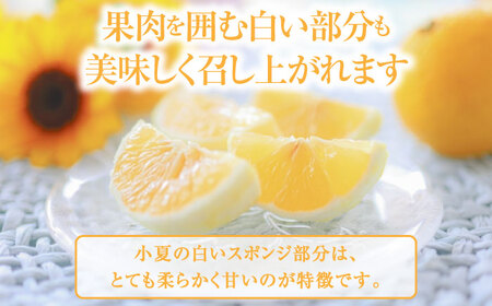 【先行予約】土佐小夏 約2.5kg 18個前後 Mサイズ〈2026年4月中旬-2026年7月中旬頃発送〉/ 日向夏 オレンジ ニューサマーオレンジ 日向夏 オレンジ ニューサマーオレンジ [ATAH003]