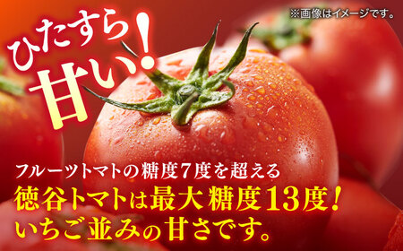 【先行予約】特選 徳谷トマト 約2kg 生産者52番 〈2026年1月中旬?2026年6月下旬頃発送〉/ トマト フルーツトマト 【フルーツショップオザキ】[ATAH014]