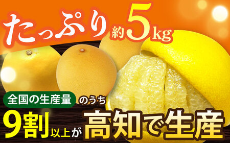 【先行予約】 南国高知温室土佐文旦 約5kg 7玉〈2026年11月中旬～2027年2月中旬頃発送〉/ 文旦 ぶんたん 5kg 5キロ 温室 果物 フルーツ デザート 柑橘 南国 土佐 高知 名物 名産 ムッキー 【フルーツショップオザキ】[ATAH016]