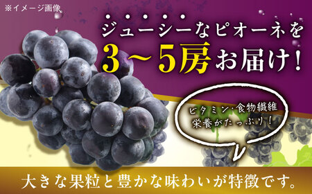 【2026年8月下旬より順次発送】種無しピオーネ2kg（3から5房）ピオーネ [AGBN014]