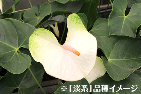 富津産切花アンスリューム（3L-Lサイズ）【色合い：淡系】