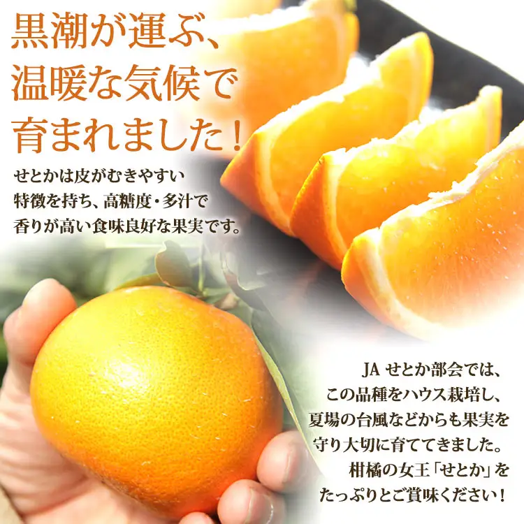 まるこ　家庭用紅ぷり4kg+訳ありせとか8kgぐるりん せとか 家庭用の通販｜食べチョク｜産地直送(産直)お取り寄せ通販