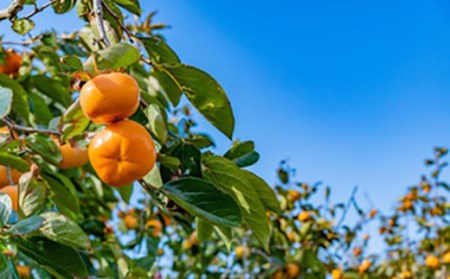 《先行予約 2026年度発送》庄内柿 3kg 15～24玉 柿 かき デザート フルーツ 果物 くだもの 果実 食品 山形県 FSY-2600