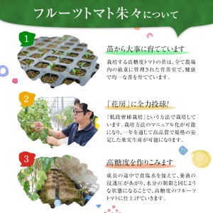 フルーツトマト 朱々 LLサイズ (計1kg・8-10玉) LL 高糖度 糖度 フルーツトマト トマト 野菜 サラダ 大分県 佐伯市 九州産 国産 大分県 佐伯市【CH61】【サニープレイス】