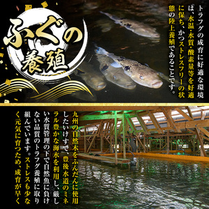 生簀直送 とらふぐ 鍋 セット (4-5人前) 魚 ふぐ 河豚 ふぐちり ポン酢 冷凍 佐伯 養殖 大分県 佐伯市【EA11】【トーワ】