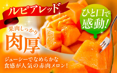 【先行予約】北海道産 高糖度 赤肉メロン 2玉 (合計3.0kg) 品種ルピアレッド ／ あしょろ銀河メロン 果物 ※2026年7月下旬以降発送 [BEAO001]