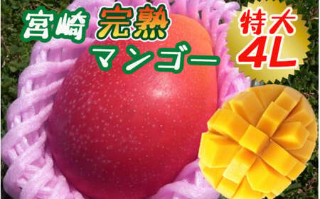 【2026年発送先行予約】《数量・期間限定》完熟！宮崎マンゴー 特秀 大玉4Lサイズ約600g 1玉化粧箱入り 国産 マンゴー 特秀品 600g 1玉 化粧箱 化粧箱入り 完熟 大玉 4L 冷蔵 フルーツ 果物 旬の果物 くだもの 特産品 お取り寄せ 贈答 ギフト