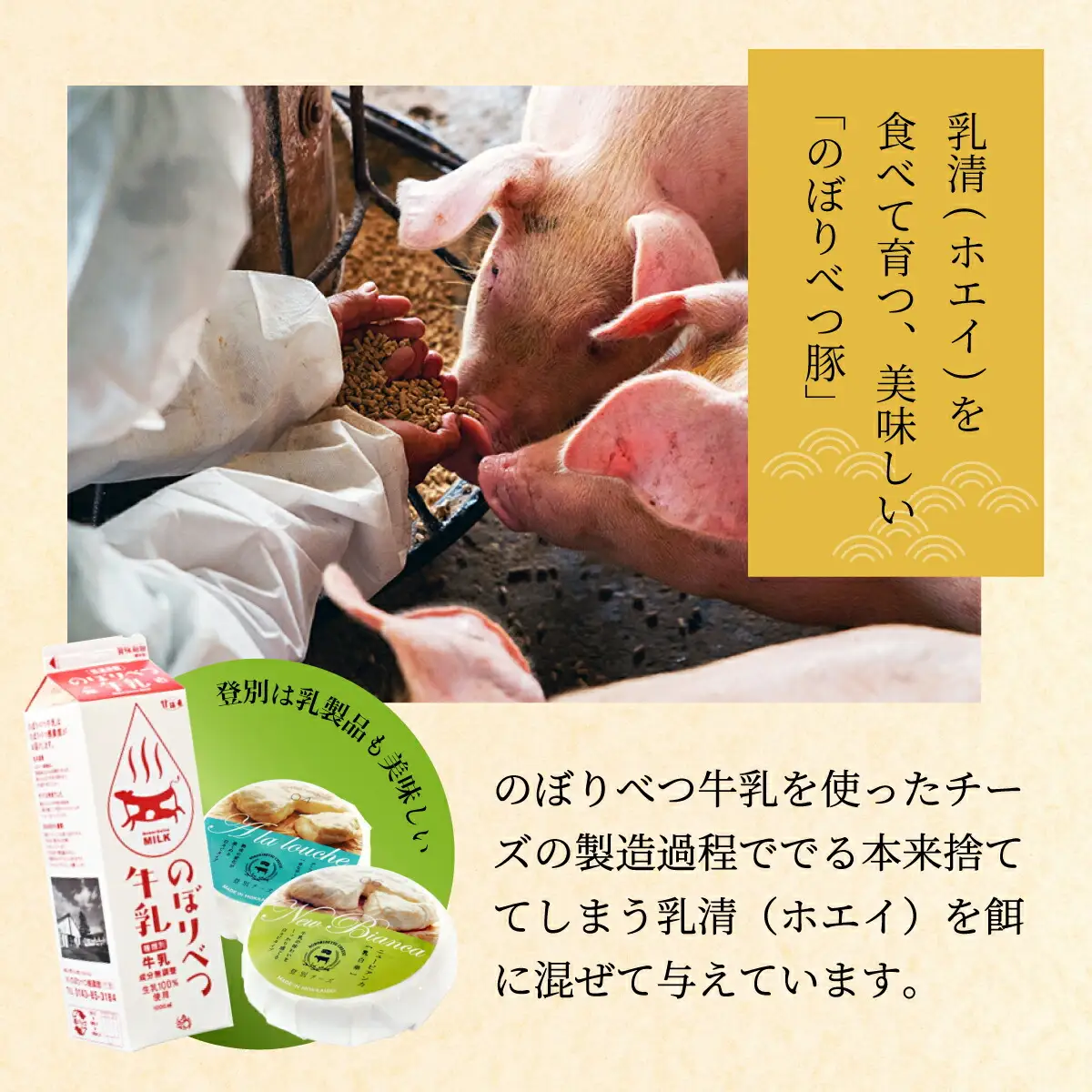 肉のあさひ のぼりべつ乳清豚（ホエー）みそ漬け（ロース肉）100g×8枚[全2回お届け]
