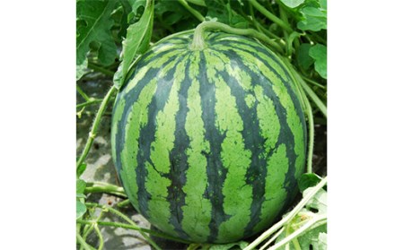 《先行予約 2026年度発送》山形県産 大玉スイカ1玉 L～2Lサイズ／約6～7.9kg スイカ すいか 西瓜 デザート フルーツ 果物 くだもの 果実 食品 山形県 FSY-0400