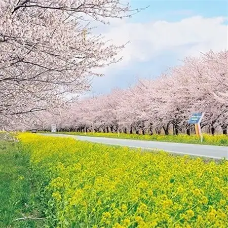 大潟村産小麦【銀河のちから】を使用した煮干しダシの中華そば 2人前×6セット【配送不可地域：離島・沖縄県】【1229345】