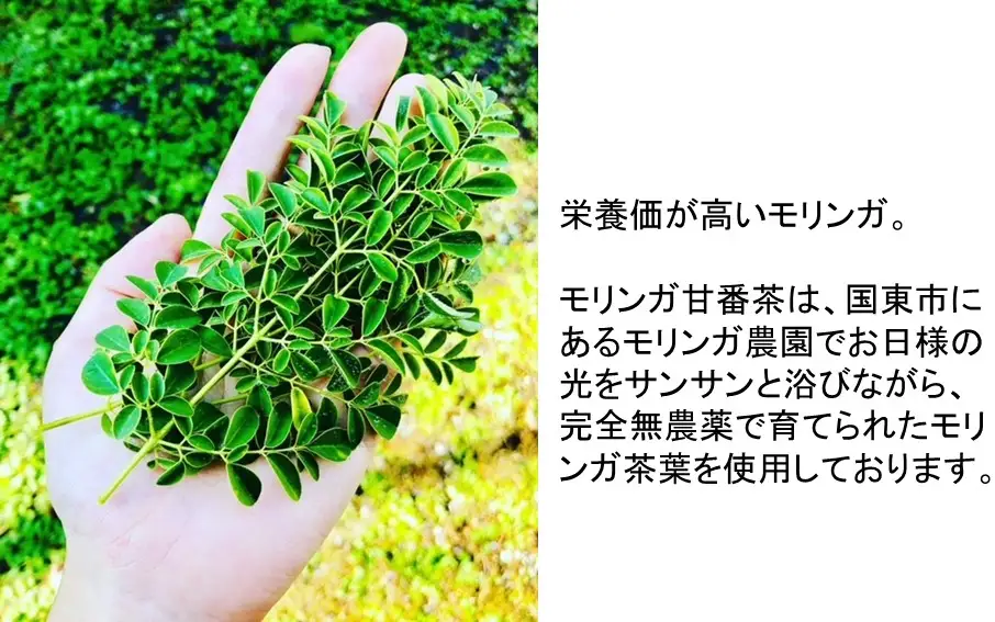 モリンガ甘番茶　1袋（10包入り）_1745R