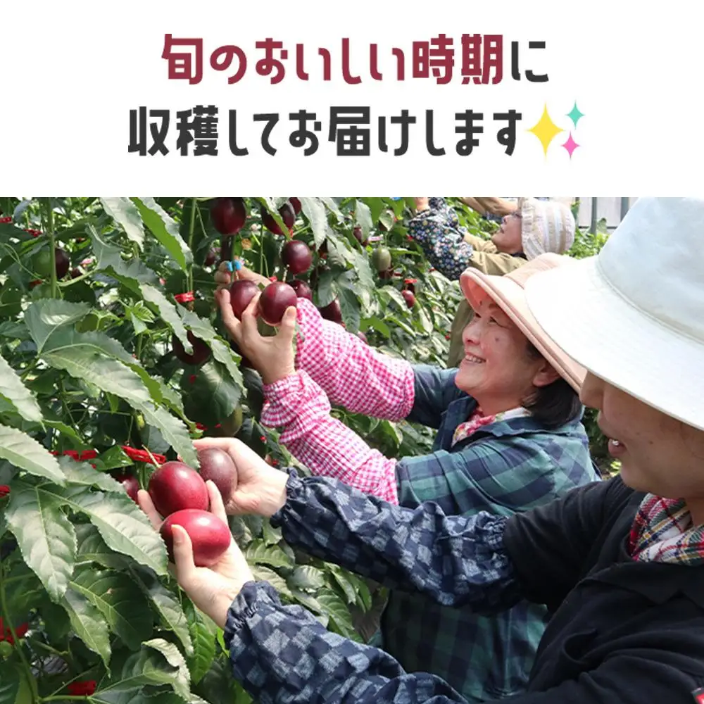 【数量限定】情熱のまちのパッションフルーツ（約１kg）