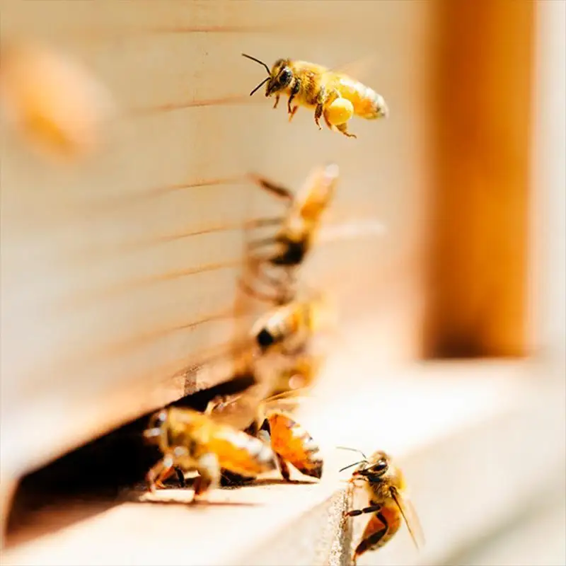【HONEY.K】《土からつくる京都生蜂蜜》京百花 250g｜京都 はちみつ ハチミツ 人気［ 京都 蜂蜜 はちみつ ハチミツ ハニー 人気 おすすめ ギフト プレゼント グルメ お取り寄せ 通販 送料無料 ふるさと納税 ］