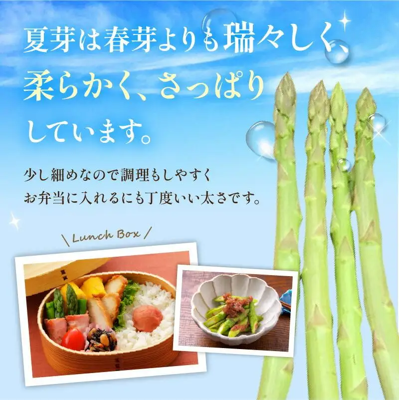さぬきのめざめ 夏芽 約700g アスパラガス【2026-6月上旬～2026-11月上旬配送】