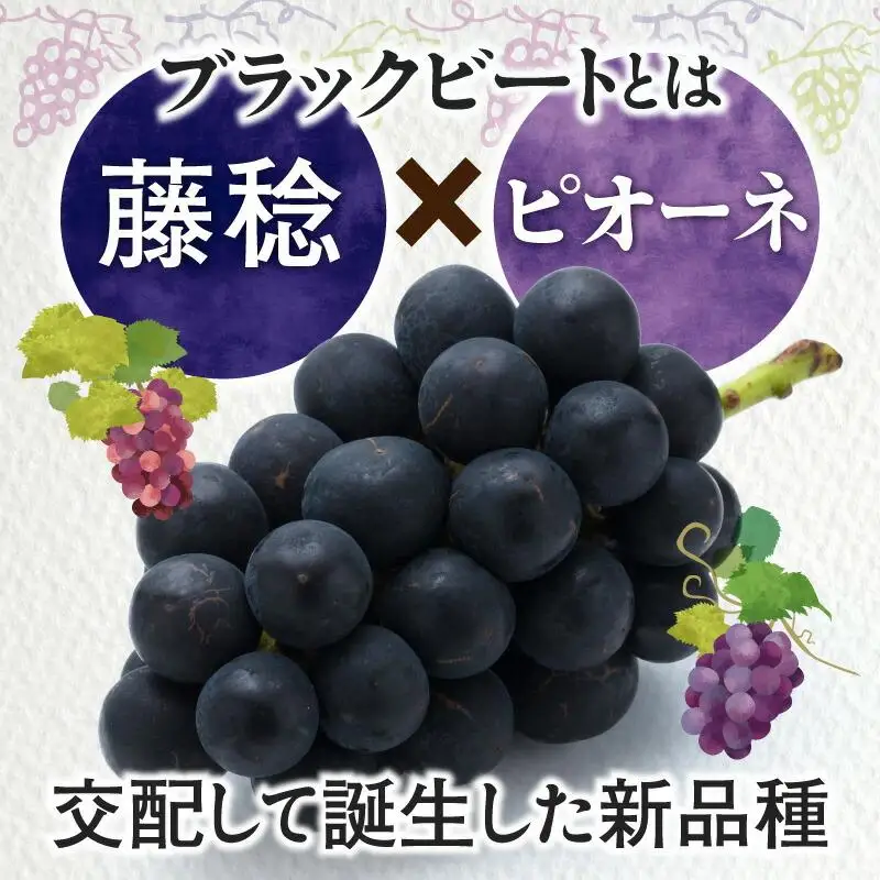 訳あり ご家庭用 ブラックビート 約1kg【2026年8月中旬～2026年9月下旬配送】
