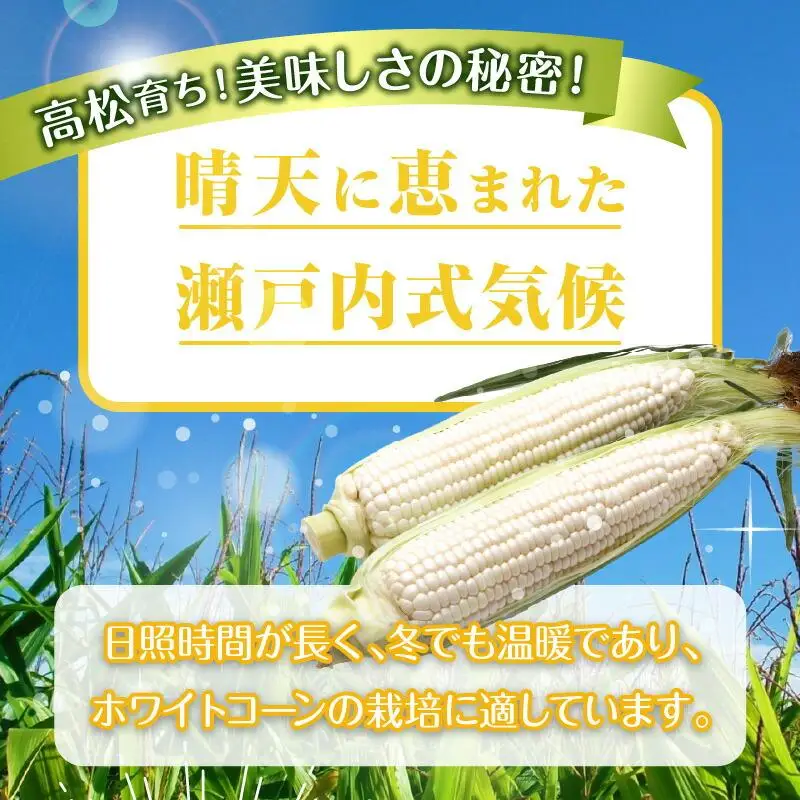 ＼寄附額改定／太物2Lサイズ以上!瀬戸内ホワイトコーン 約3.5kg【2026-6月中旬～2026-7月中旬配送】| コーン