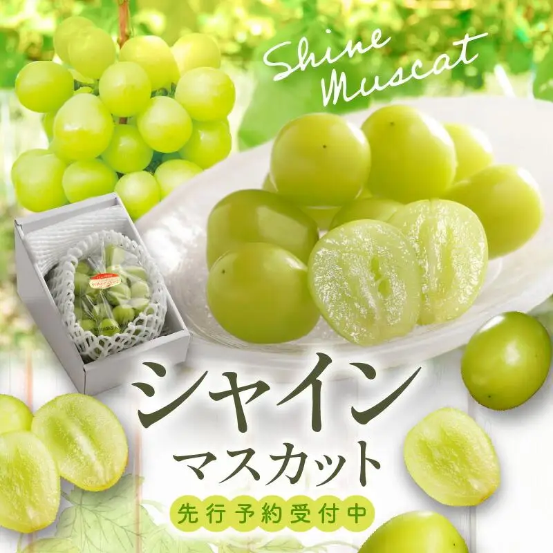 シャインマスカット 化粧箱 1房 ( 600g以上 ) 【2026-8月下旬～2026-9月下旬配送】