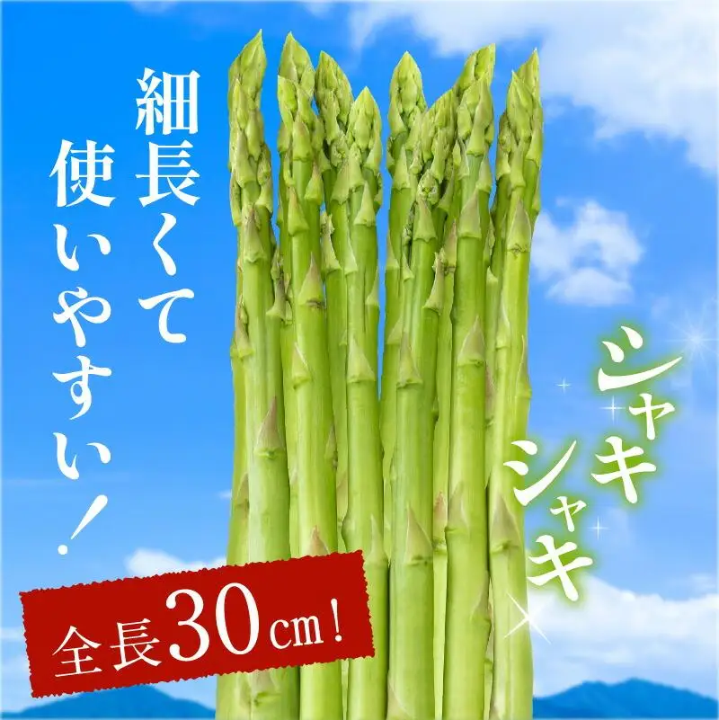 シャキシャキ食感 さぬきのめざめ セミロング 30cm ( Lサイズ 以上 ) 約1.5kg【2026-7月上旬～2026-10月中旬配送】