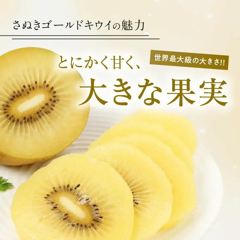 さぬきゴールドキウイ化粧箱　約1.4kg【2026年10月中旬～2027年1月下旬配送】