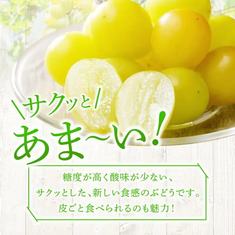 ご家庭用シャインマスカット 約 2kg ぶどう 【2026-8月下旬～2026-9月下旬配送】