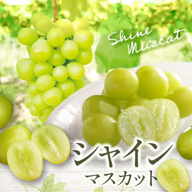 シャインマスカット 約 1.5kg  【2026-8月下旬～2026-9月下旬配送】