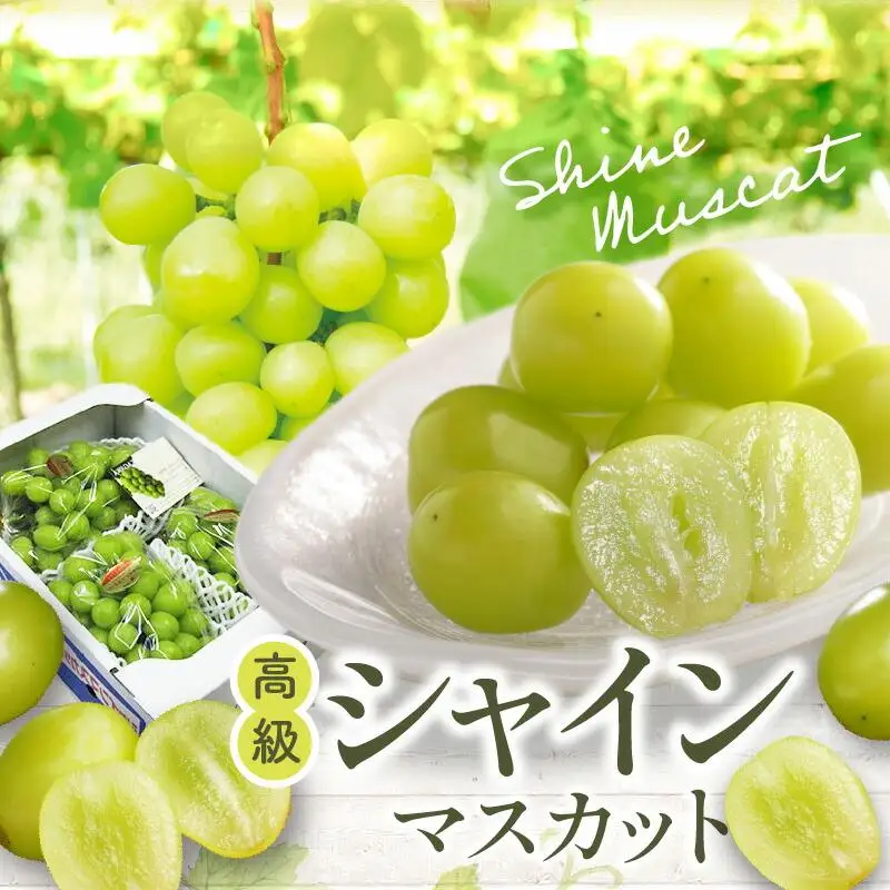 高級 シャインマスカット 約2kg 【2026-8月中旬～2026-9月下旬配送】