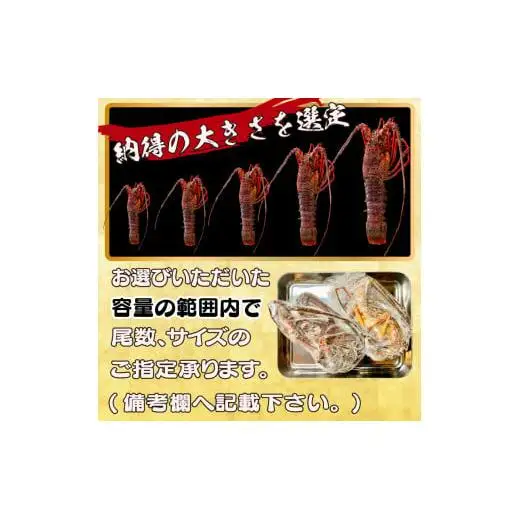 【 伊勢海老 】 天然伊勢海老 2kg以上