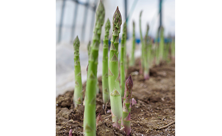 北海道産「春一番！グリーンアスパラガス」L～2Lサイズ以上700g