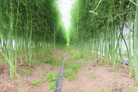 北海道産「夏採れ！北海道アスパラガス」700g