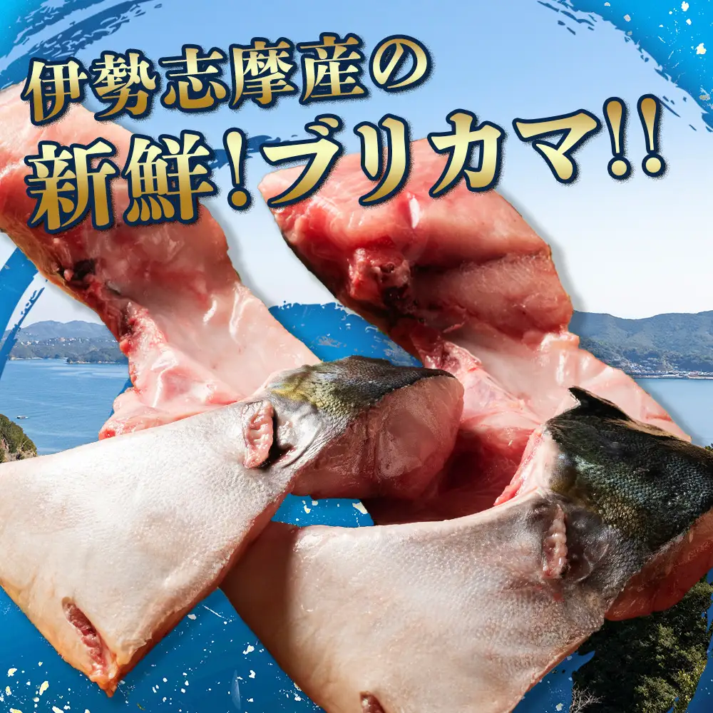 ブリカマ 1kg 伊勢志摩産 城水産 