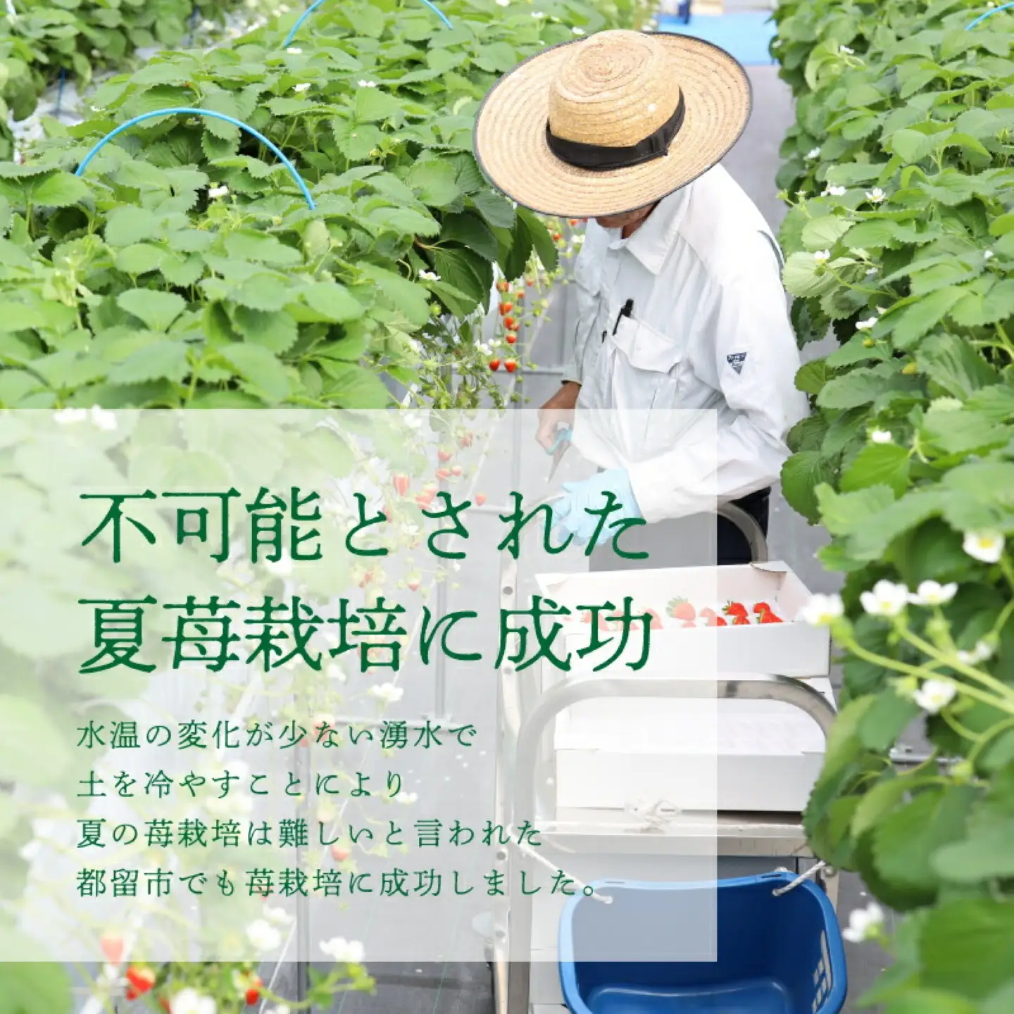 【2026年先行予約】山梨の夏秋いちご　ご家庭用 200ｇ× 4パック
