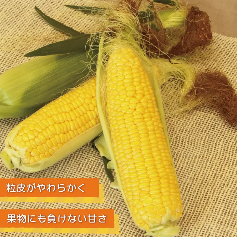 【先行予約】秋収穫！ゴールドラッシュ 7本セット とうもろこし 