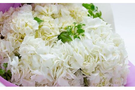 アジサイ（花束） 5～7本 あじさい 紫陽花 山形県 新庄市 F3S-0287