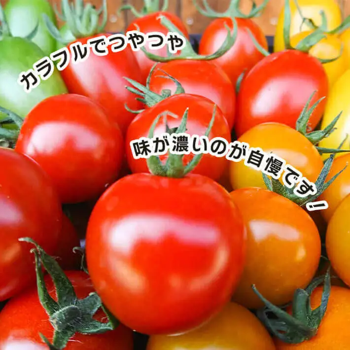 農楽園トマト おまかせ １ｋｇ詰め合わせ