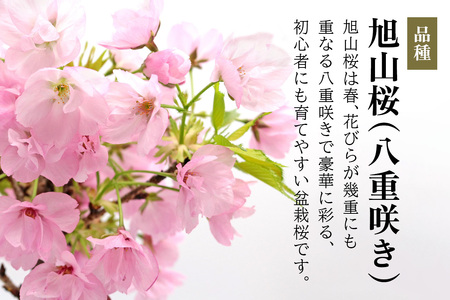 【季節限定】桜盆栽 [1986]