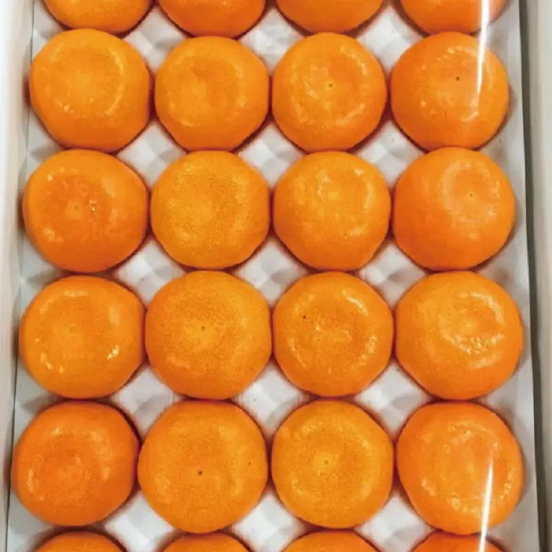 赤秀品　紀州和歌山ハウスみかん2.5kg【予約】※2026年6月下旬頃～7月下旬頃に順次発送予定(お届け日指定不可)【uot735A】