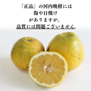 【訳あり】 河内晩柑 （愛南ゴールド）5kg 木取り完熟 樹齢25年 吉本農園 柑橘 みかん 愛南ゴールド 蜜柑 グレープフルーツ ゼリー ジュース アイス 果物 フルーツ サイズミックス 規格外 愛媛県 愛南町