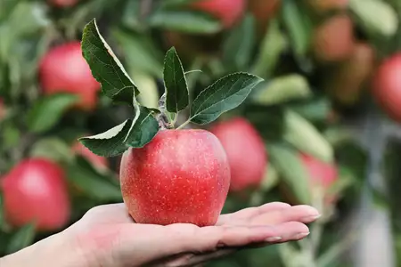 「季節の果物狩り体験券」1枚［AK-101］