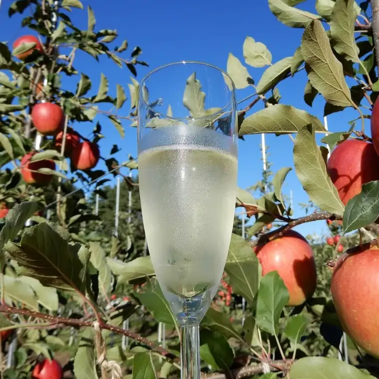 Sakuho Terroir Le Pomme du Mousse ＿シードル2本入りギフトＢＯＸ【限定40箱】［RS-102］