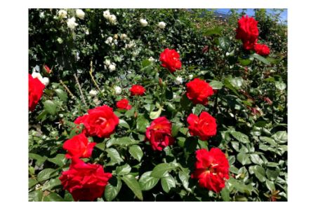 バラ専用メーデル培養土20L×2袋・A014-14